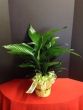 small peace lily plant