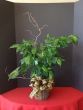 Ficus Plant with Curly Willow