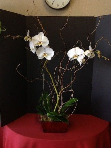 Double Delight Orchid Plant