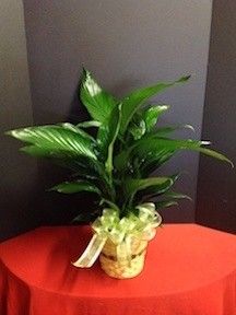 small peace lily plant