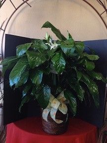 Large Green Plant