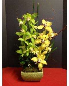 Simply Cymbidium Orchids