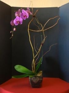 Lasting Love Orchid Plant