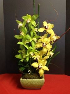 Simply Cymbidium Orchids