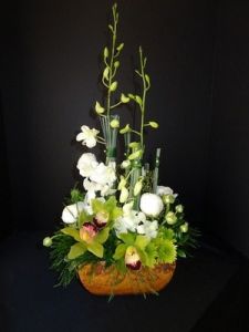 Classic Elegance of Orchids